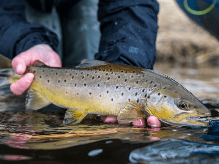 angler holds brown trout above waters surface