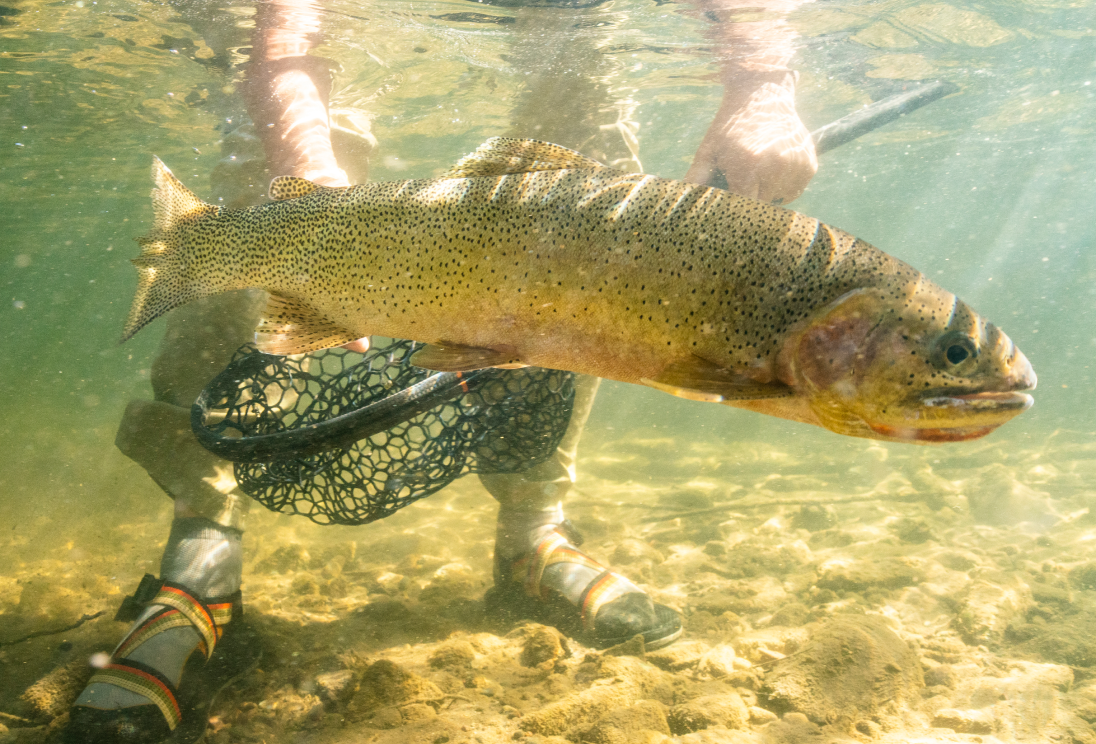 a large westslope cutthroat trout swims away from a fly fishermen after he releases it