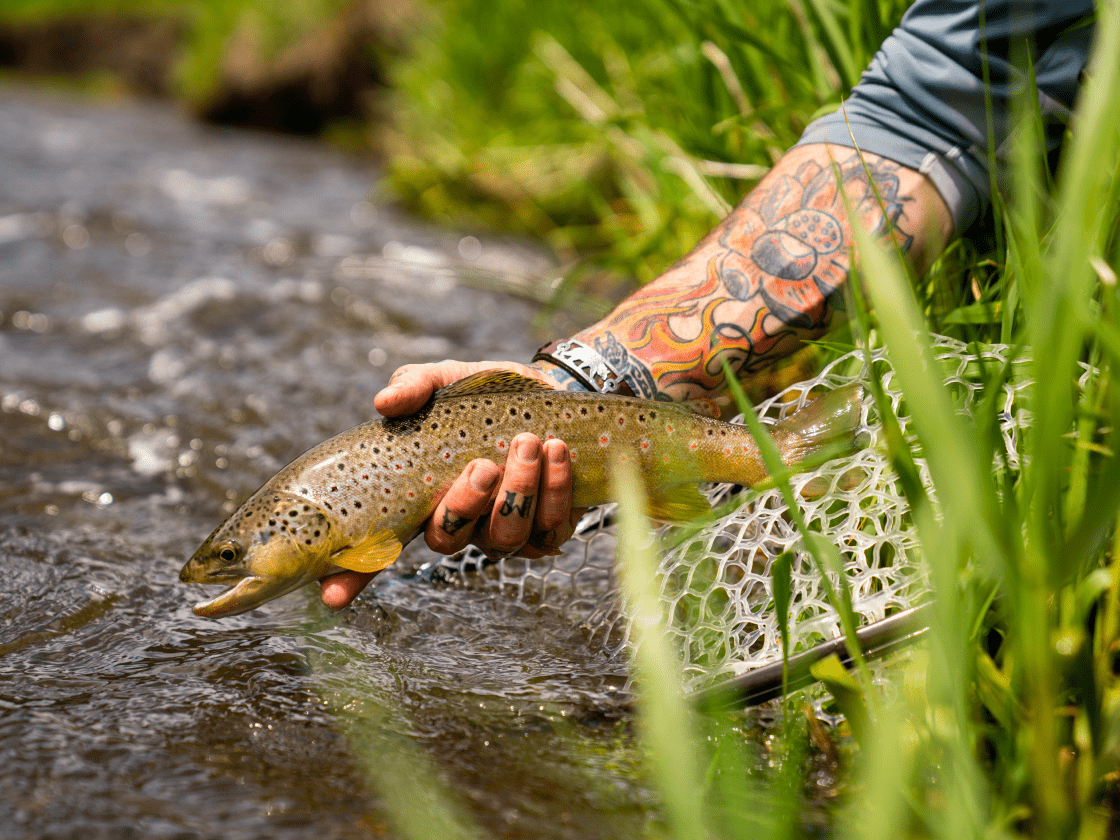 an angler holds a brown trout with red spots near the water's edge