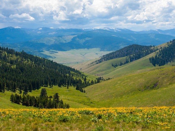 a beautiful valley with wild balsamroot and snowcapped mountains