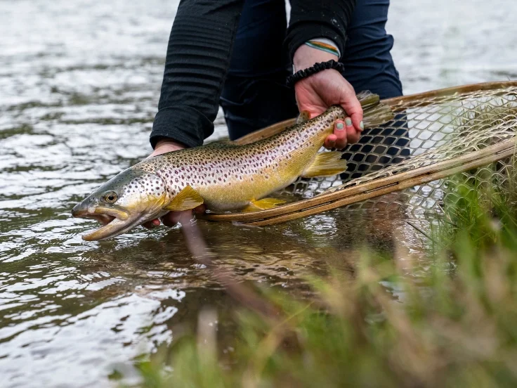 an angler holds a brown trout near a net on a river