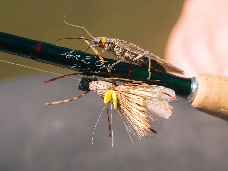 a salmonfly crawls along a fly fishing rod