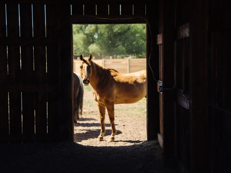 a brown horse looks through an opening in a barn