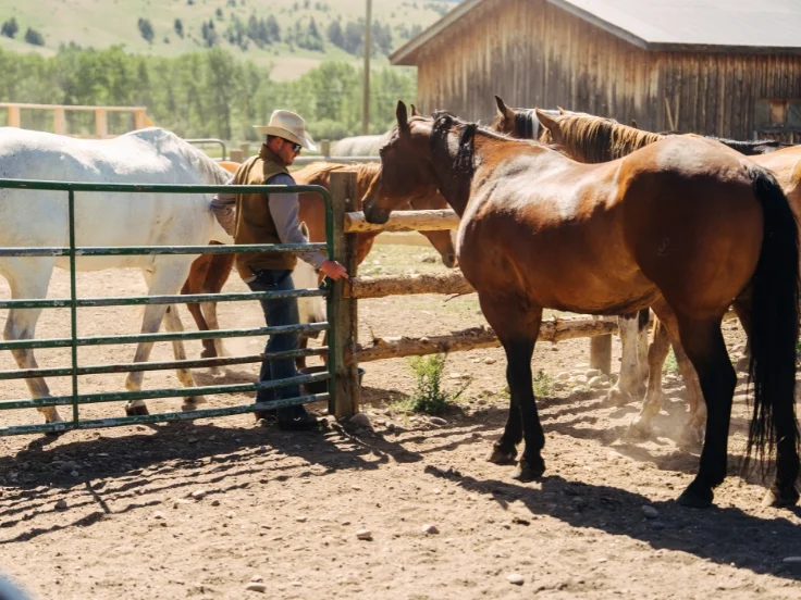a man moving horses between fences