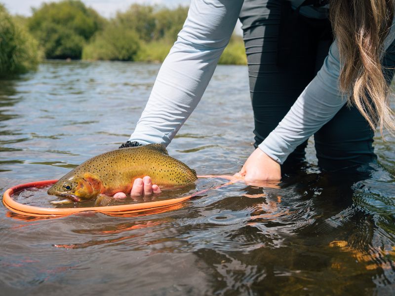 a woman holding a westslope cutthroat trout above a fishing net on a river