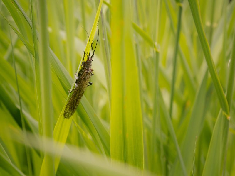 salmon fly on a piece of grass