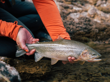 a cutthroat trout being held above the water