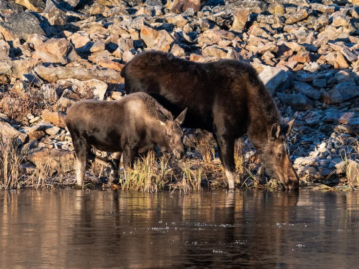 a mother and young moose drink water from a pond