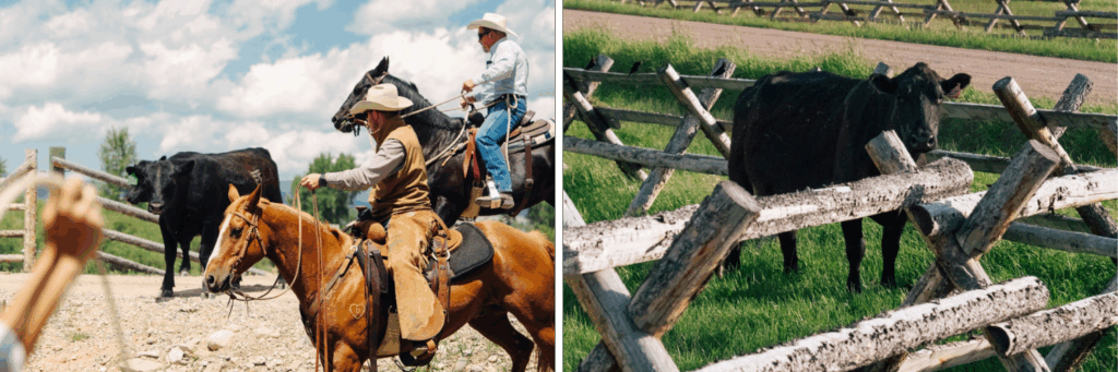 cattle operation at montana ranch resort