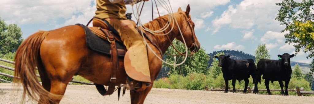 a few cows being roped by a cowboy