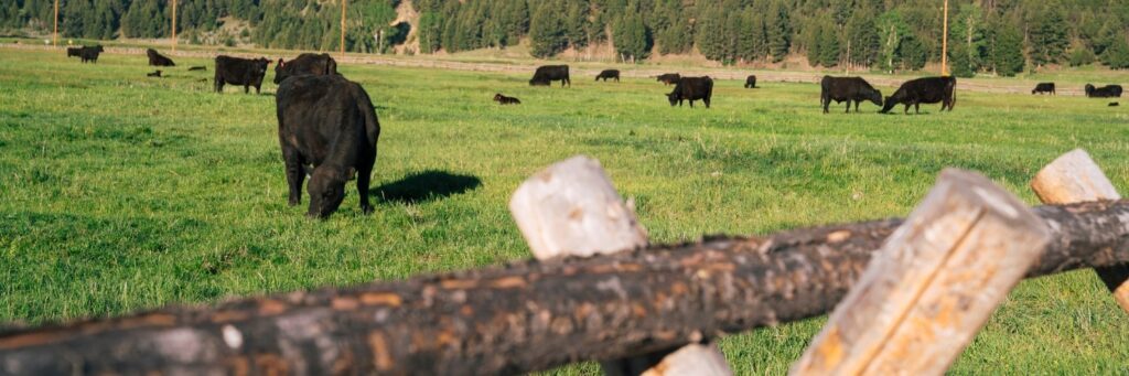 working cattle ranch