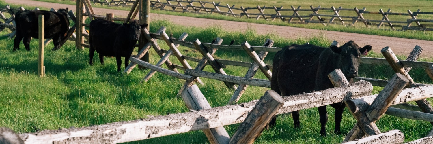 cows behind a fence