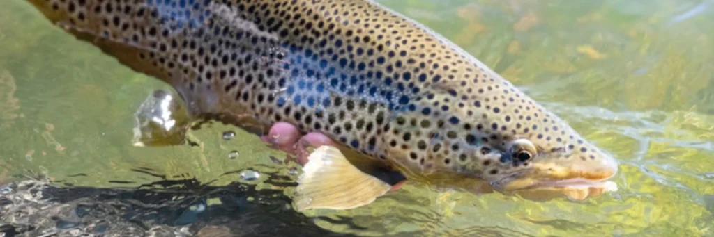 an angler holds a brown trout at the surface of a river