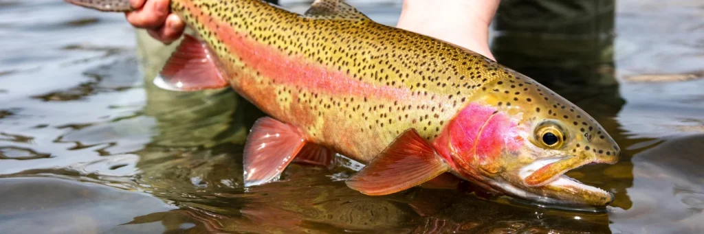 an angler holds a rainbow trout at the surface of a river