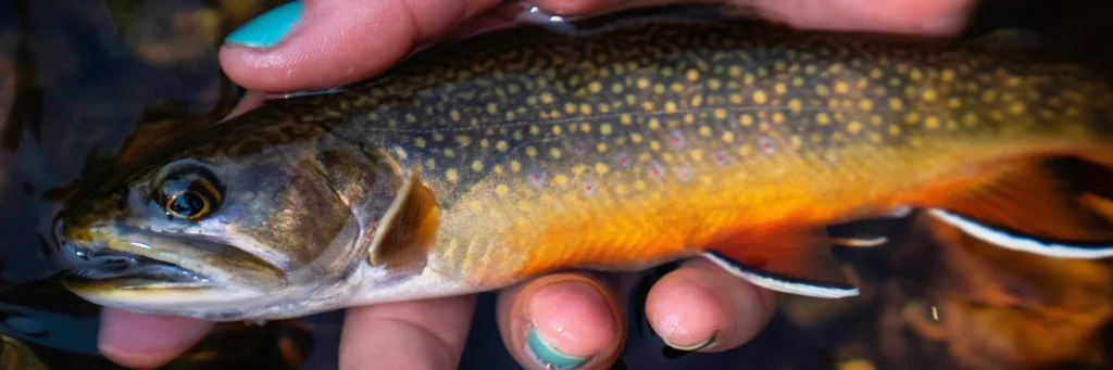 an angler holds a brook trout at the surface of a river