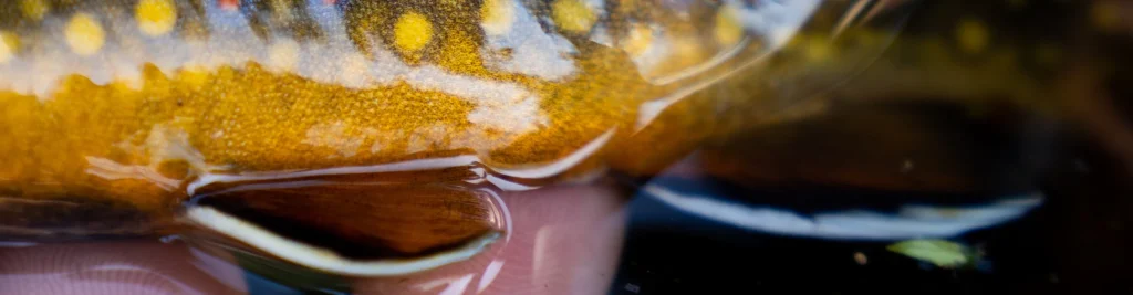 a close up of the fins of a brook trout